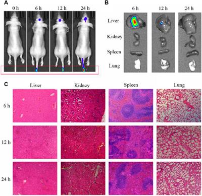 Photoclick Reaction Constructs Glutathione-Responsive Theranostic System for Anti-Tuberculosis